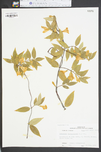 Gelsemium sempervirens image