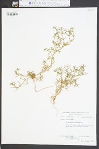 Polypremum procumbens image