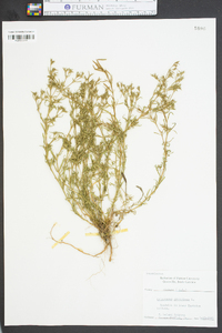 Polypremum procumbens image