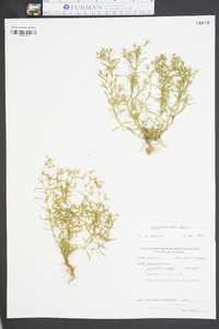 Polypremum procumbens image