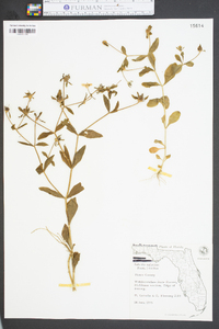 Sabatia calycina image