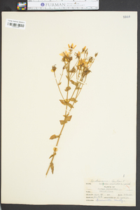 Sabatia angularis image