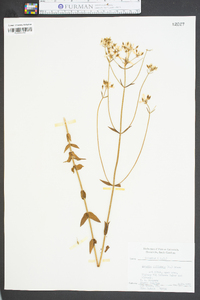 Sabatia difformis image