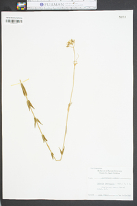 Sabatia lanceolata image