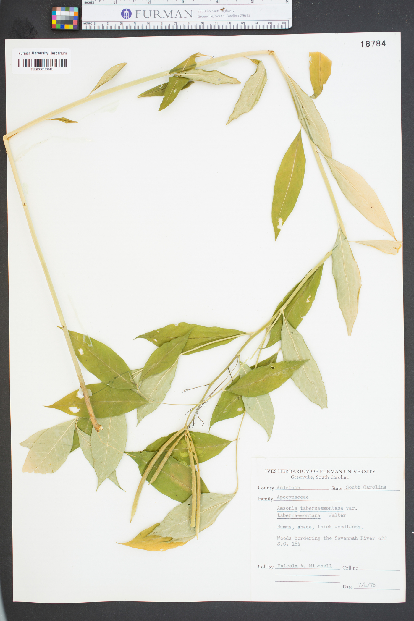 Amsonia tabernaemontana var. tabernaemontana image