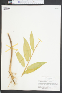 Asclepias incarnata subsp. pulchra image