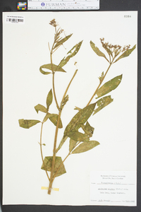 Asclepias pulchra image