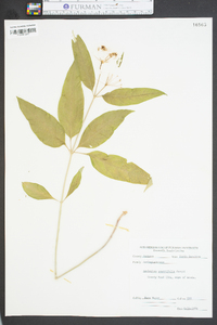 Asclepias quadrifolia image