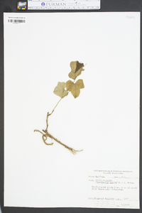 Calystegia sepium subsp. sepium image