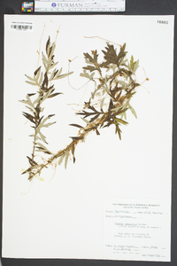 Cuscuta campestris image