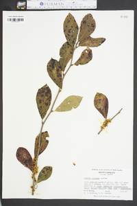 Cuscuta compacta image