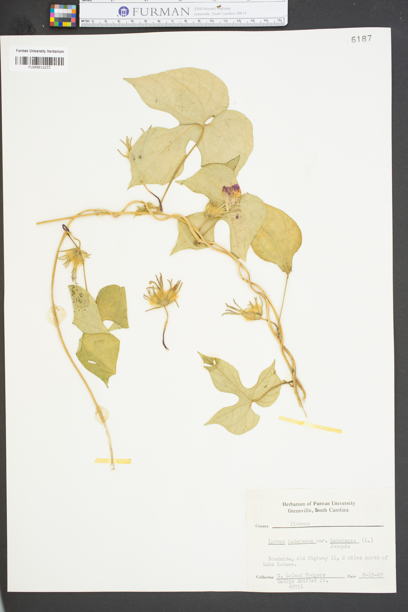 Ipomoea hederacea var. hederacea image