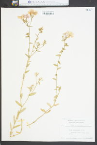 Phlox drummondii image