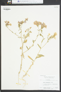 Phlox drummondii image