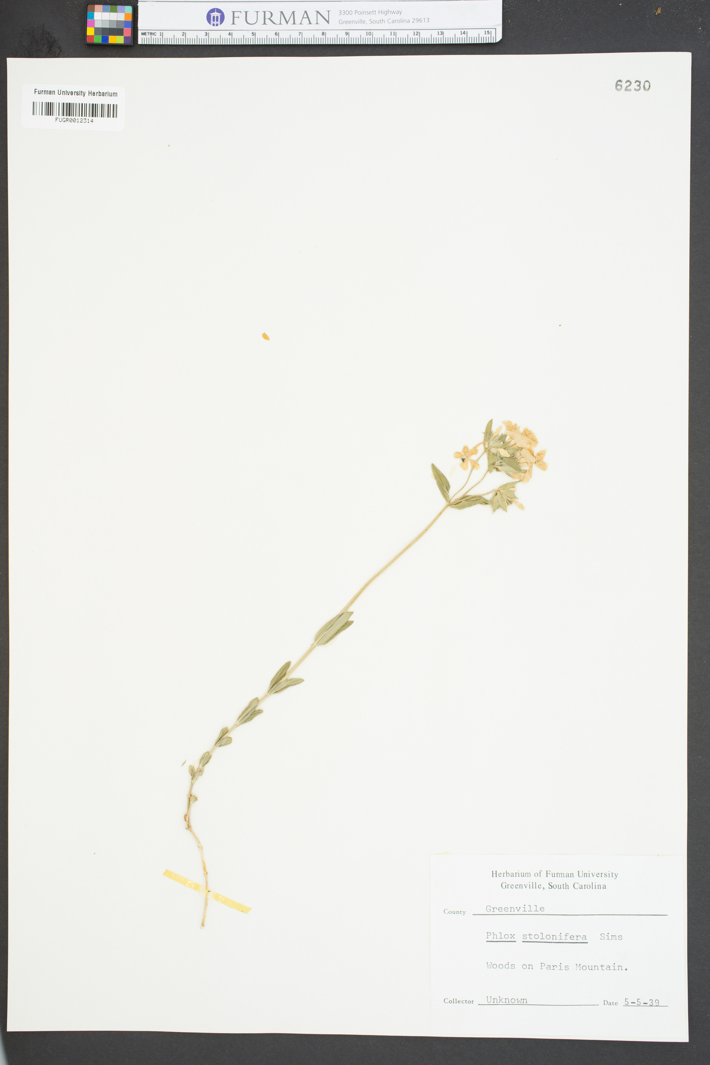 Phlox stolonifera image