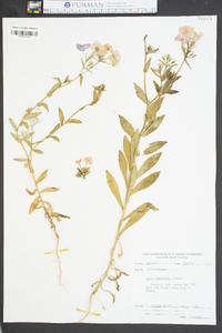 Phlox drummondii image