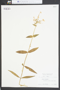 Phlox maculata image