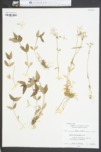 Phlox stolonifera image