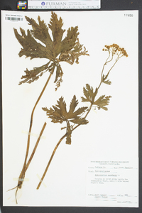 Hydrophyllum canadense image