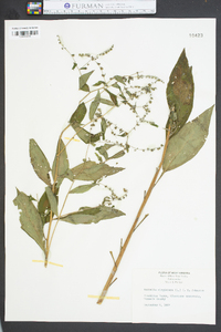 Hackelia virginiana image