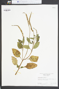 Heliotropium indicum image