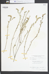 Heliotropium polyphyllum image