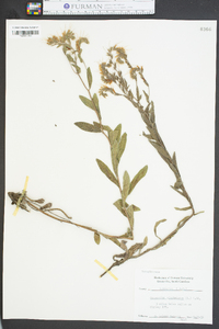 Onosmodium virginianum image