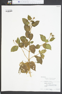 Lantana horrida image