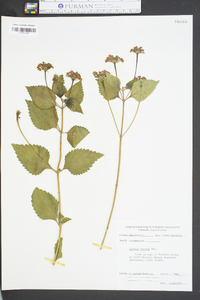 Lantana horrida image