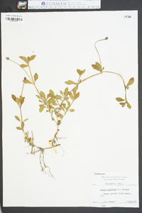 Phyla nodiflora image