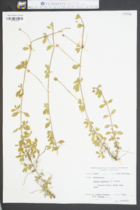 Phyla nodiflora image