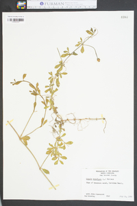 Phyla nodiflora image