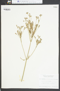 Verbena brasiliensis image