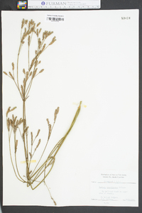 Verbena brasiliensis image