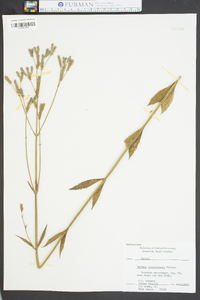 Verbena brasiliensis image