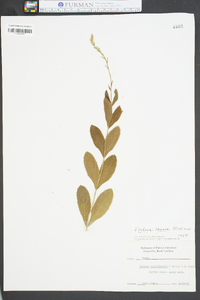 Image of Verbena carolinensis