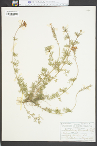 Verbena erinoides image