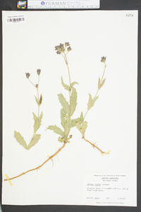 Verbena rigida image