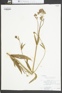 Verbena brasiliensis image