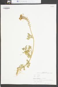 Verbena canadensis image