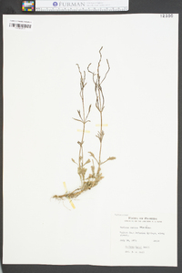 Verbena carnea image