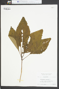 Collinsonia canadensis image