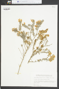 Conradina canescens image