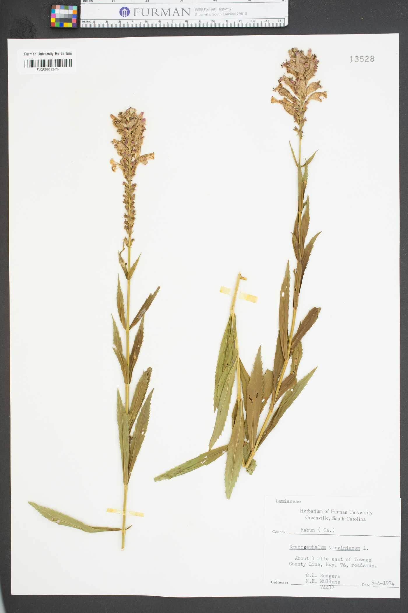 Dracocephalum virginianum image