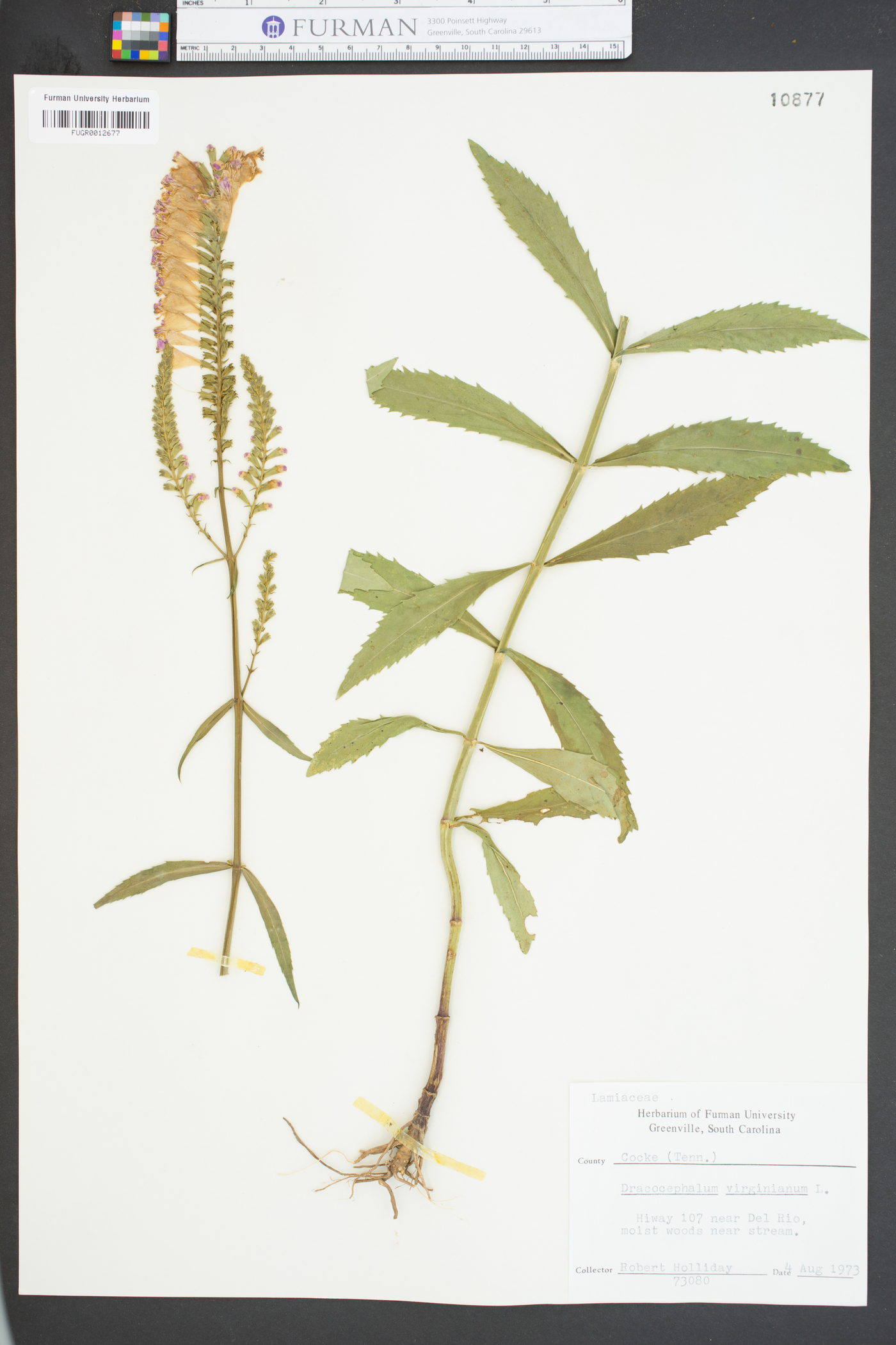 Dracocephalum virginianum image