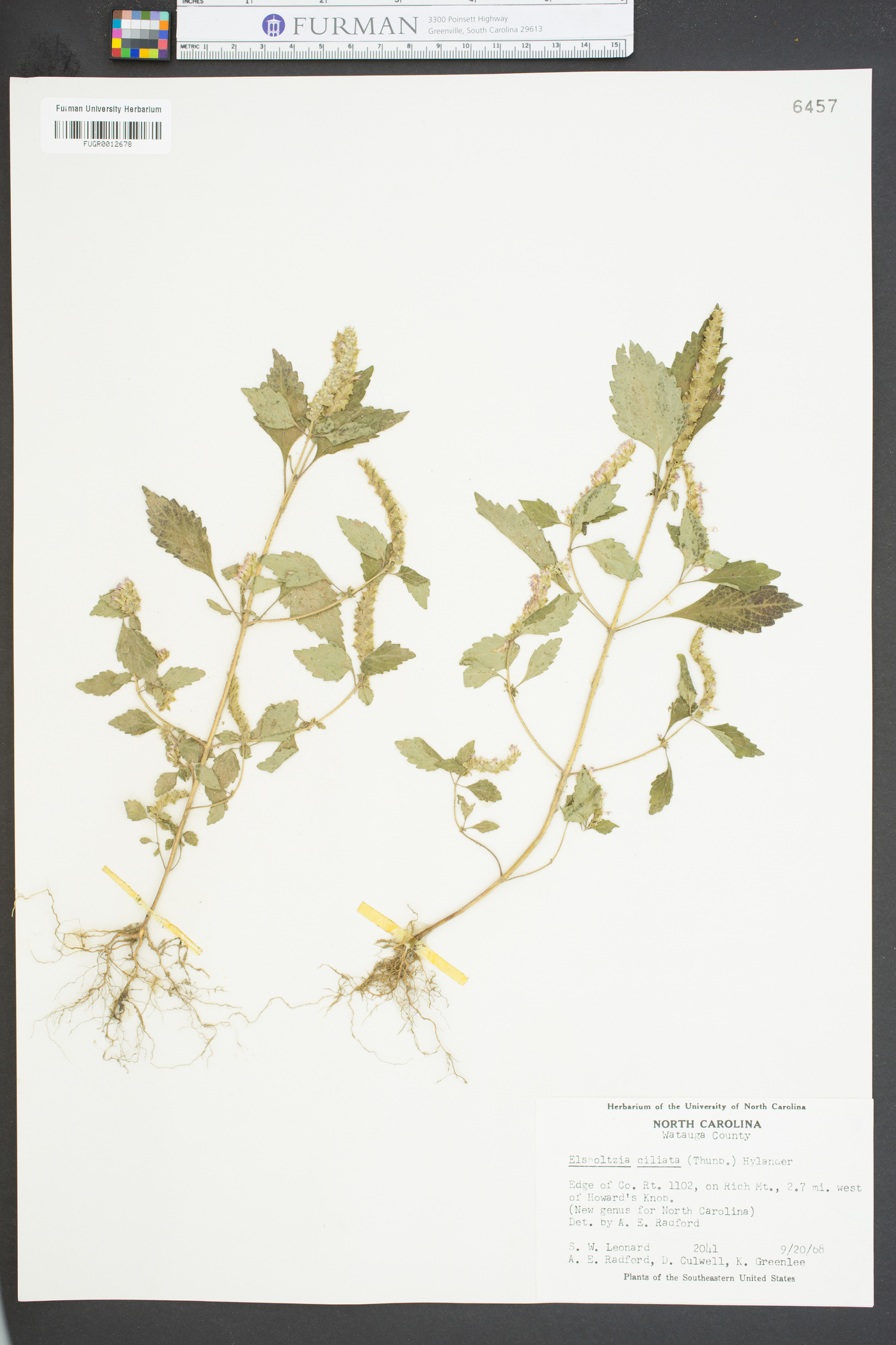 Elsholtzia ciliata image