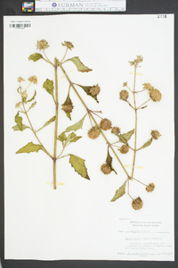 Hyptis alata image