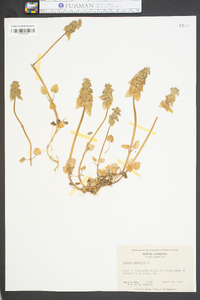 Lamium purpureum image