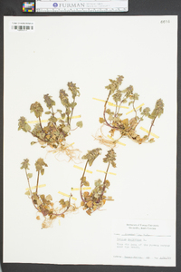 Lamium purpureum image