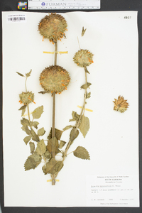 Leonotis nepetaefolia image